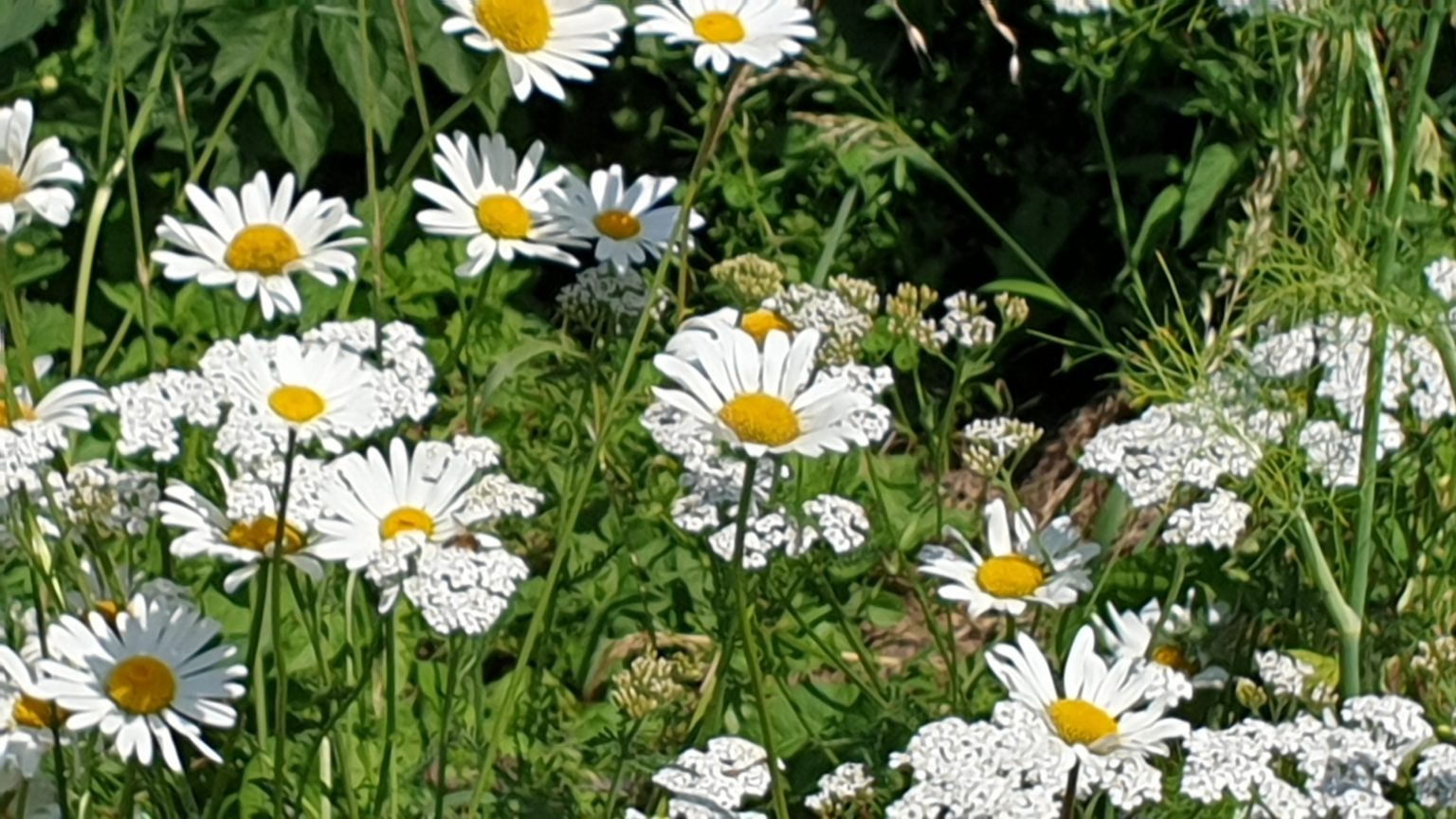 wessel-van-olst-the-place-to-bee